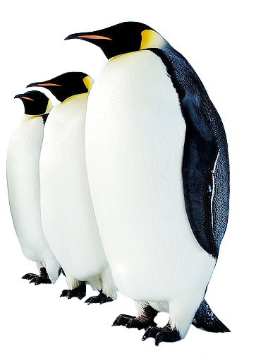Detail Penguins Png Nomer 16