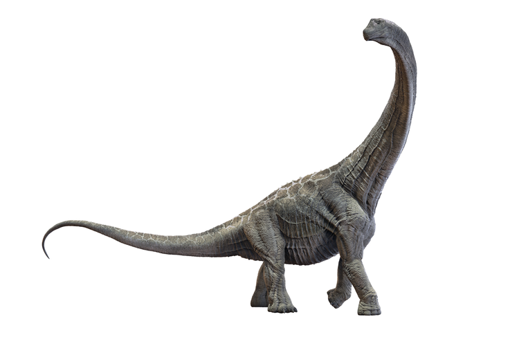 Detail Macam Macam Dinosaurus Dan Gambarnya Nomer 34