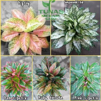 Detail Macam Macam Gambar Bunga Nomer 47