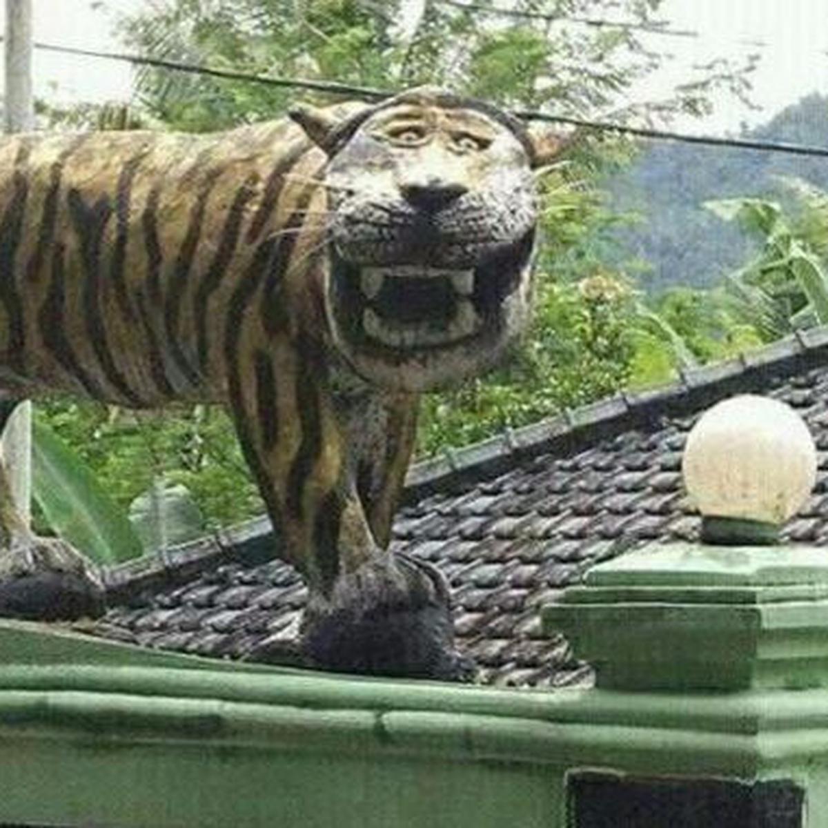 Detail Macan Cisewu Meme Nomer 21
