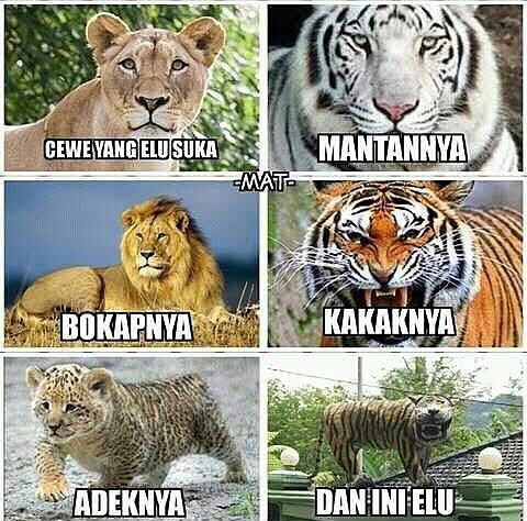 Detail Macan Cisewu Meme Nomer 22