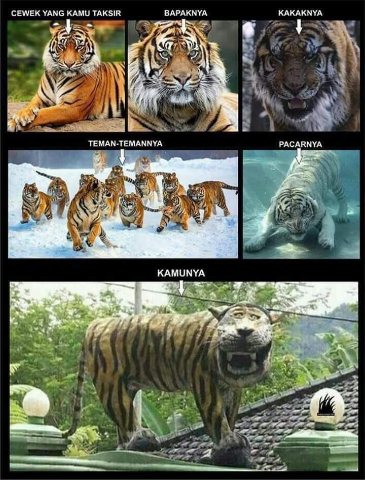 Detail Macan Cisewu Meme Nomer 5
