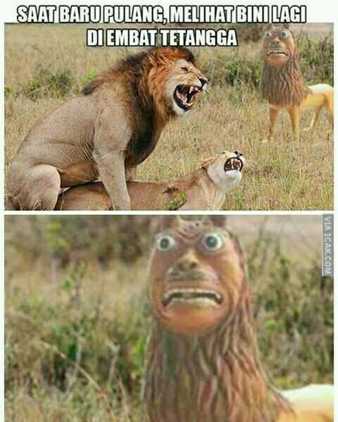 Detail Macan Cisewu Meme Nomer 43