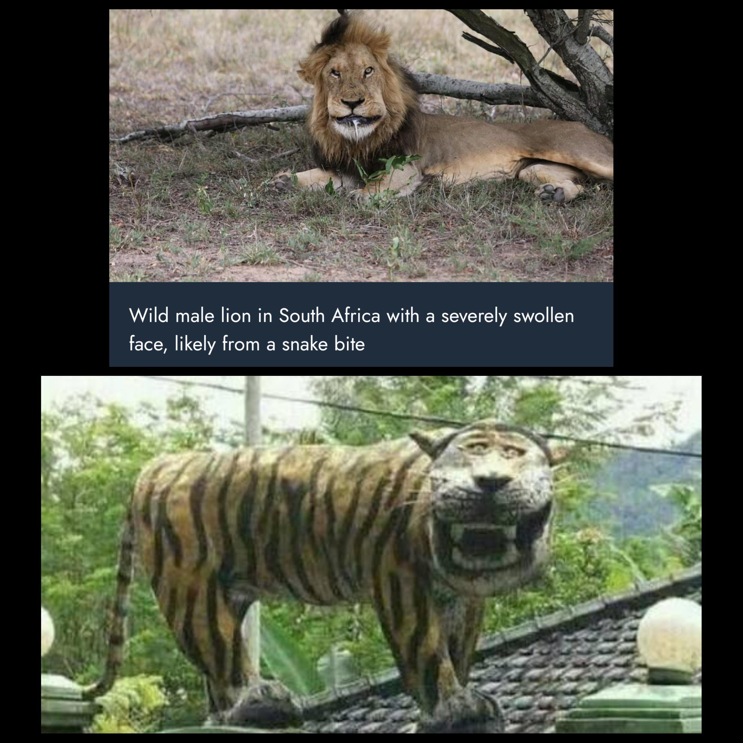 Detail Macan Cisewu Meme Nomer 48