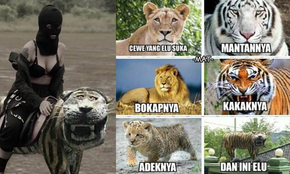 Detail Macan Cisewu Meme Nomer 8