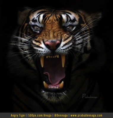 Detail Macan Hd Nomer 4