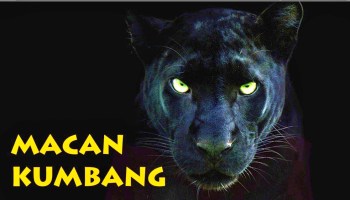 Detail Macan Kumbang Hitam Gaib Nomer 12