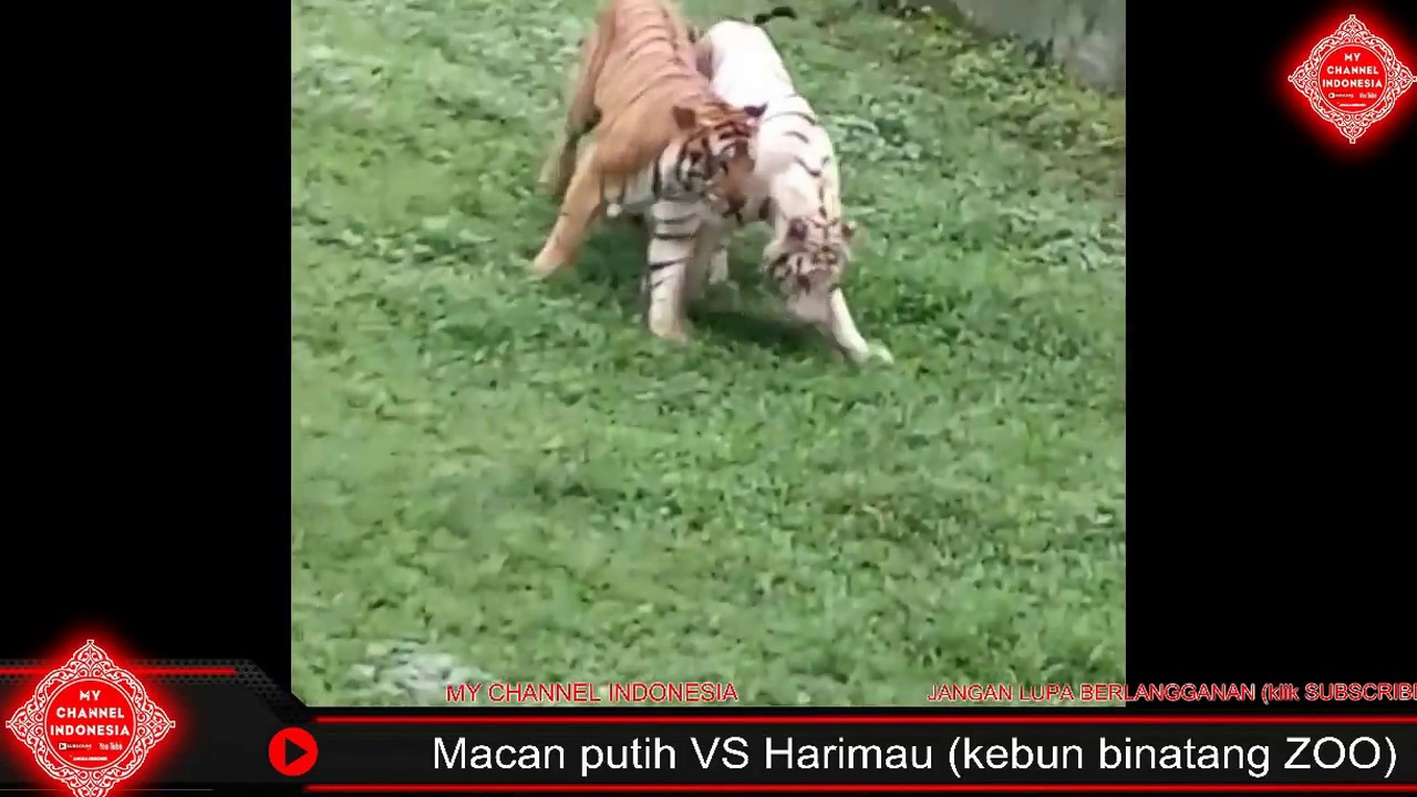 Detail Macan Putih Vs Singa Nomer 19