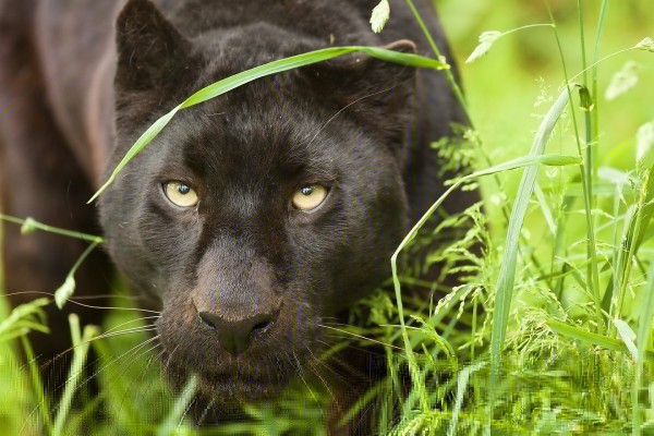 Detail Macan Tutul Macan Tutul Nomer 37