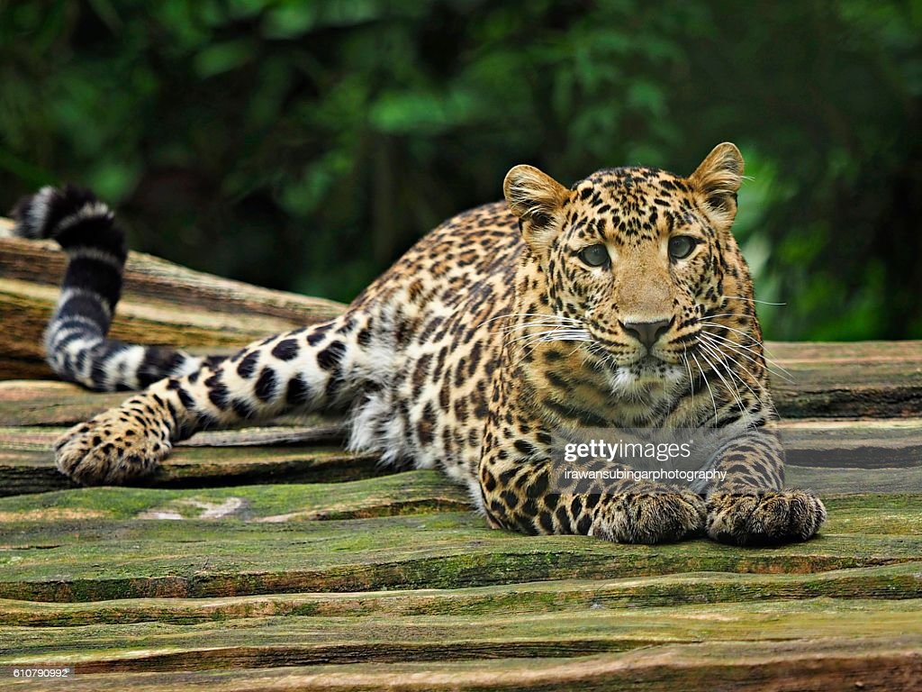 Detail Macan Tutul Macan Tutul Nomer 6
