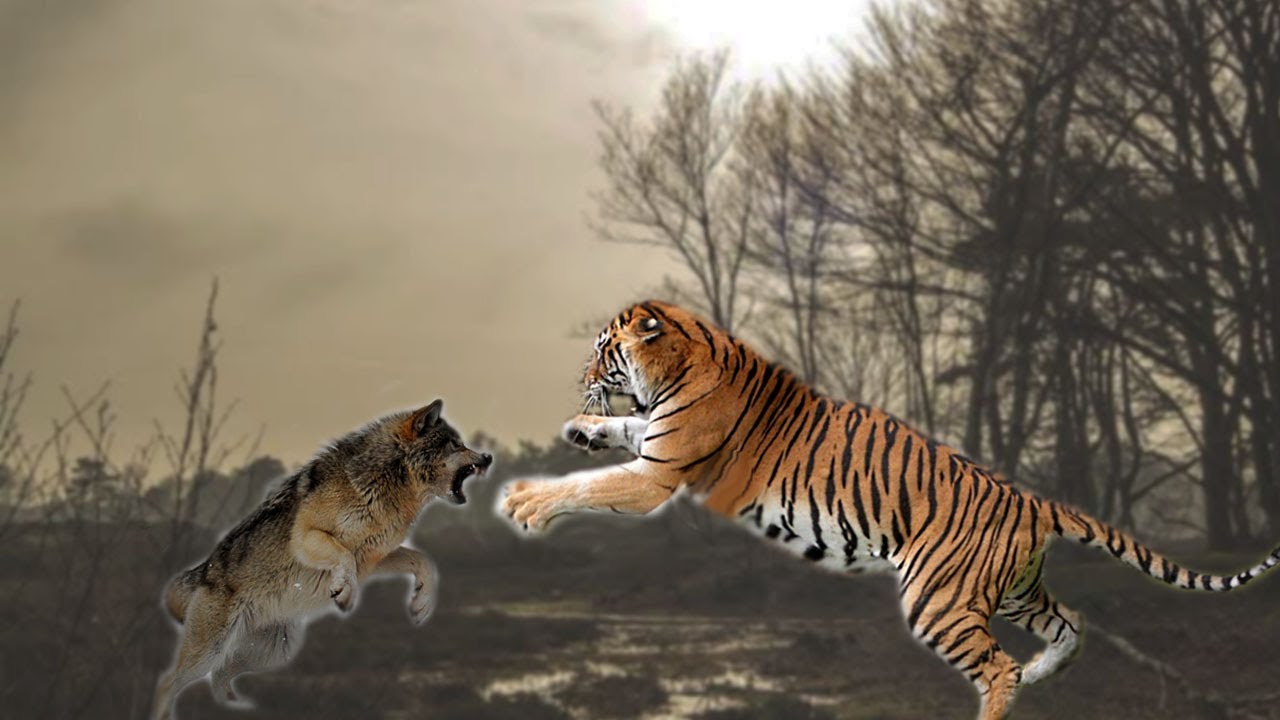 Macan Vs Serigala - KibrisPDR
