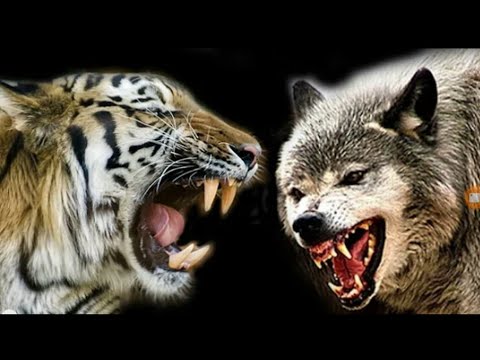 Detail Macan Vs Serigala Nomer 2