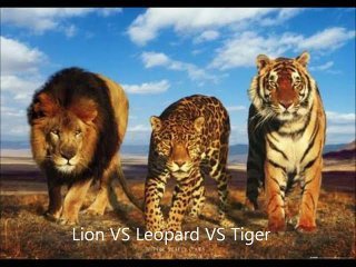 Detail Macan Vs Serigala Nomer 8