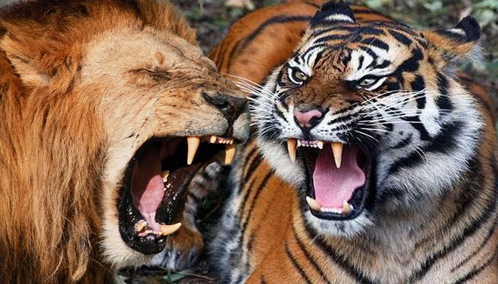 Detail Macan Vs Serigala Nomer 15