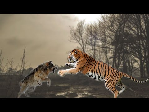 Detail Macan Vs Serigala Nomer 19