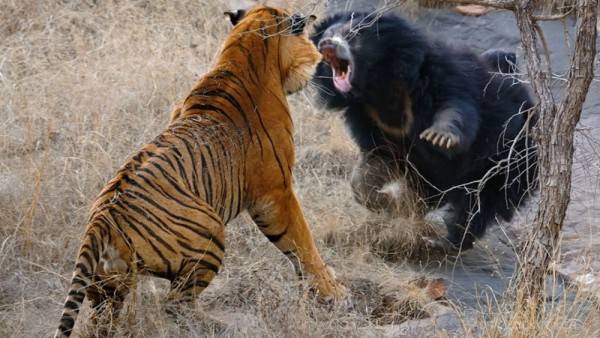 Detail Macan Vs Serigala Nomer 20