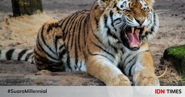 Detail Macan Vs Serigala Nomer 21