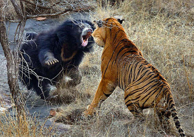 Detail Macan Vs Serigala Nomer 22