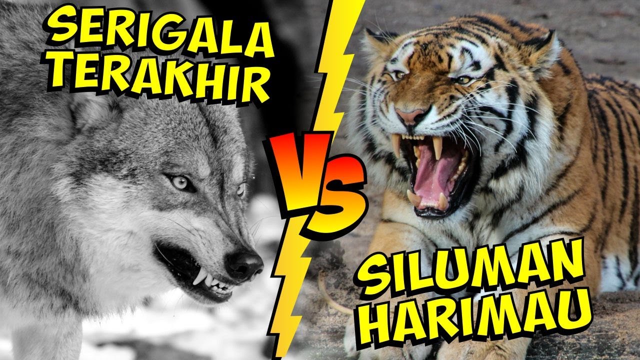 Detail Macan Vs Serigala Nomer 3