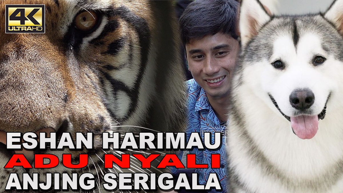 Detail Macan Vs Serigala Nomer 33