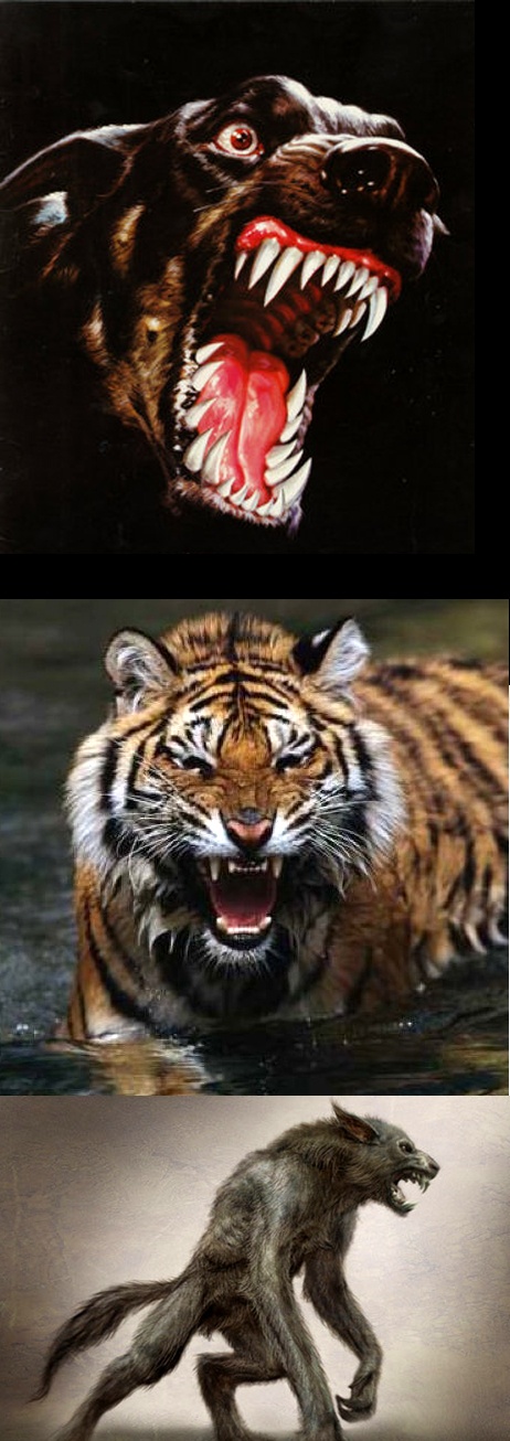 Detail Macan Vs Serigala Nomer 42