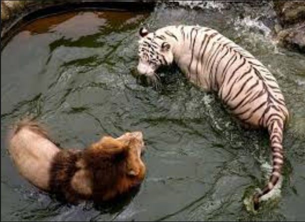 Detail Macan Vs Singa Nomer 4