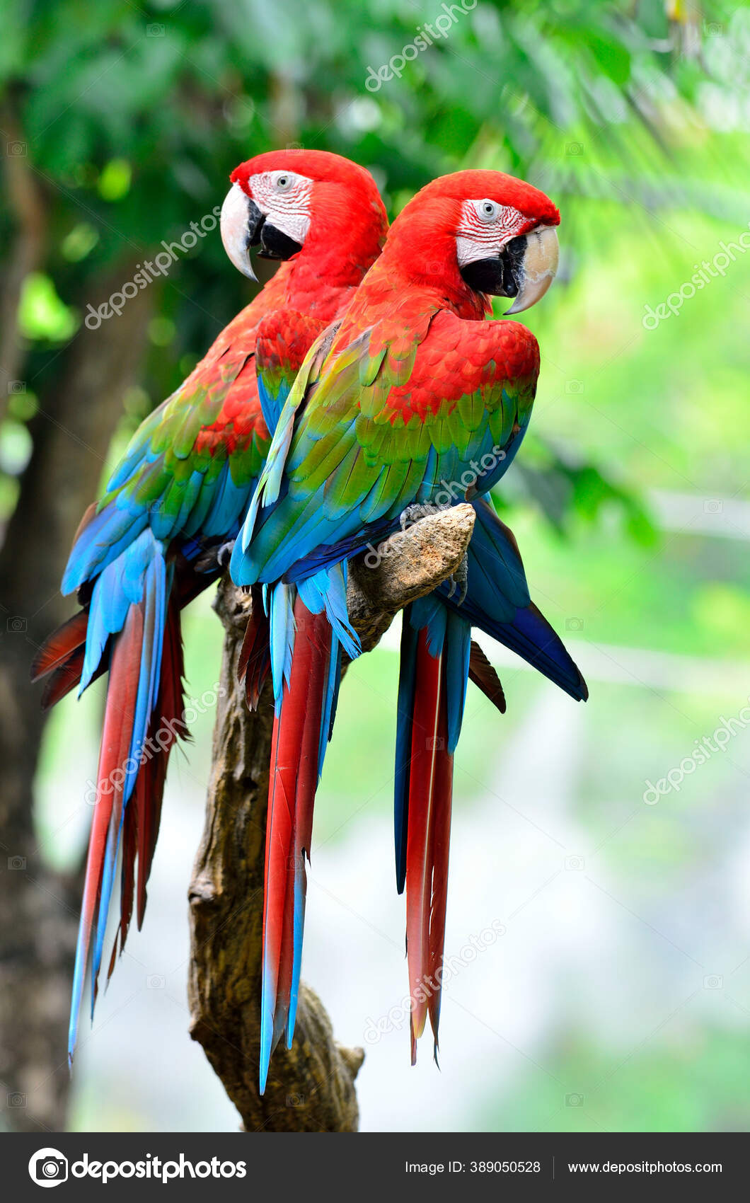 Detail Macaw Sayap Hijau Nomer 2