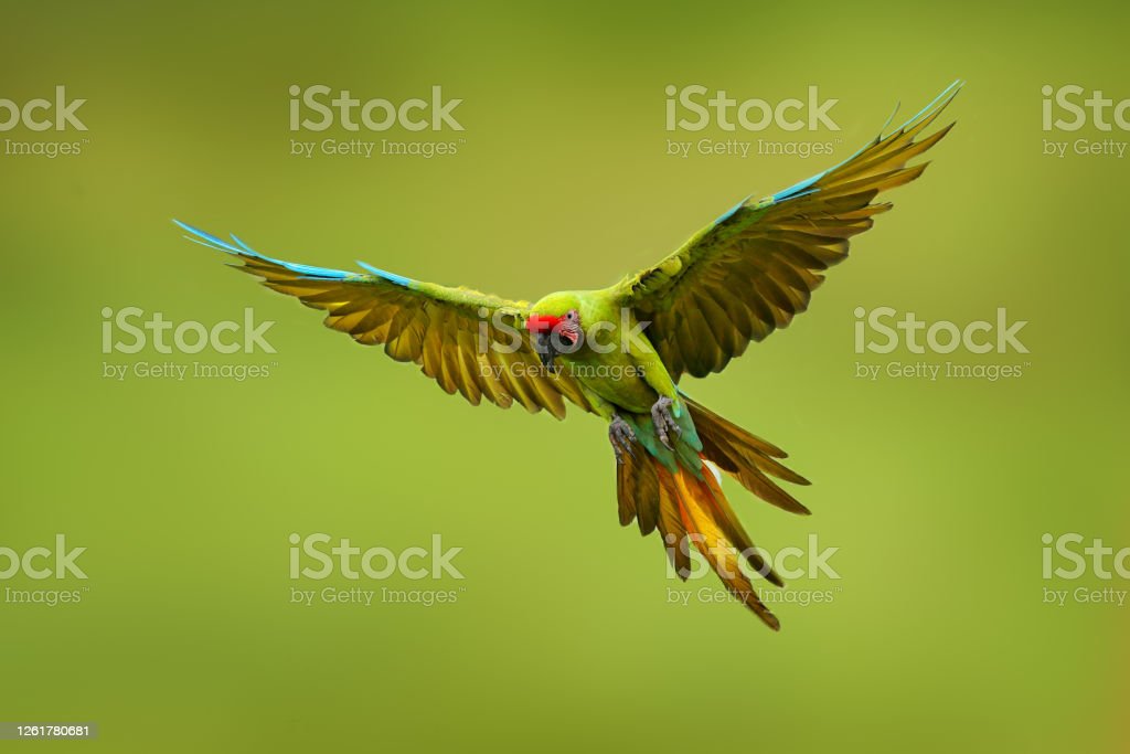 Detail Macaw Sayap Hijau Nomer 12