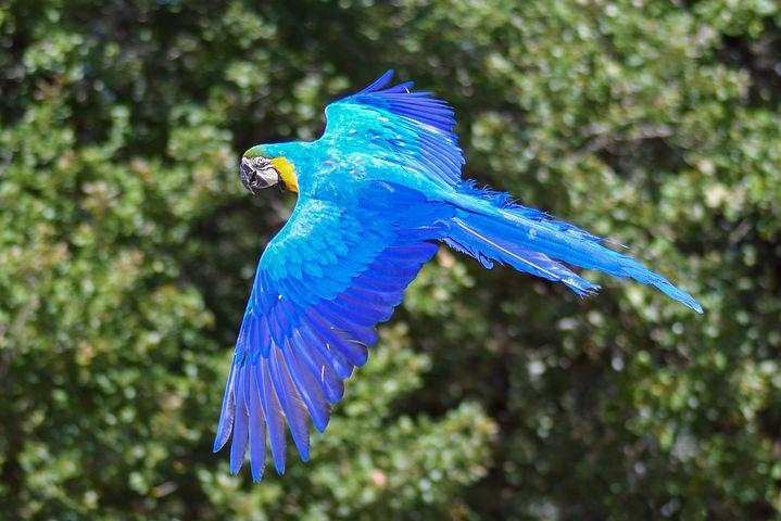 Detail Macaw Sayap Hijau Nomer 16