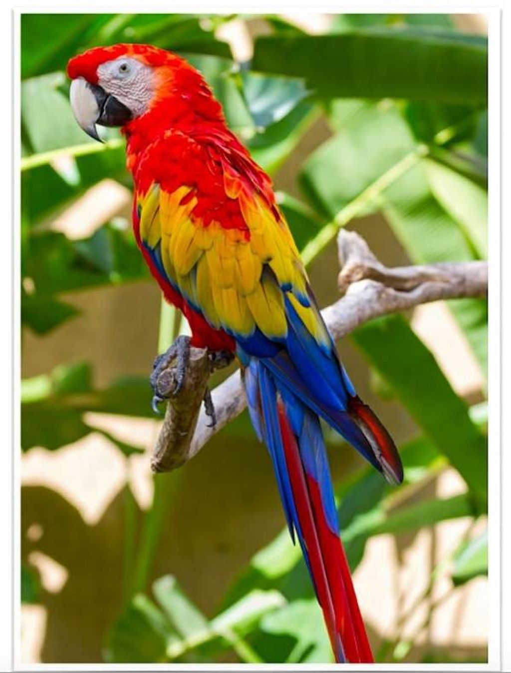 Detail Macaw Sayap Hijau Nomer 17