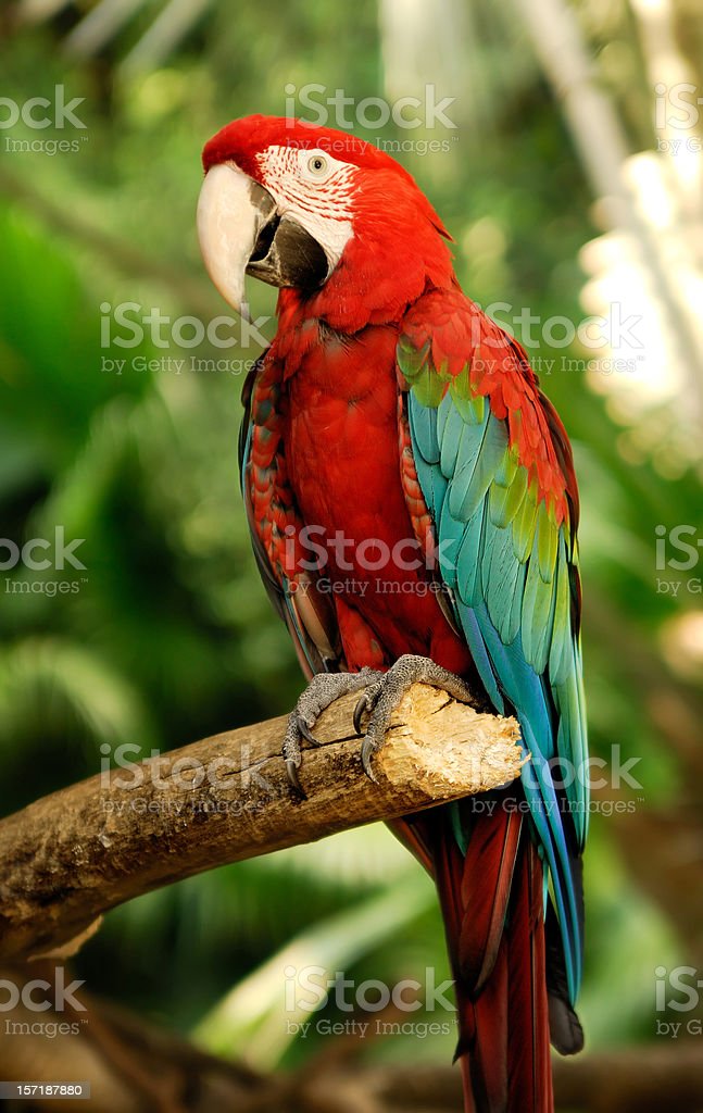 Detail Macaw Sayap Hijau Nomer 3
