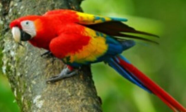 Detail Macaw Sayap Hijau Nomer 22