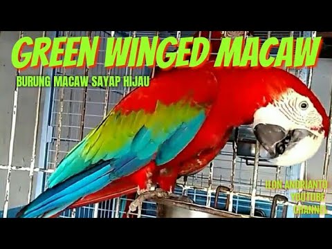 Detail Macaw Sayap Hijau Nomer 28