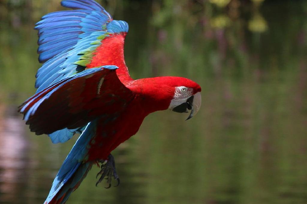 Detail Macaw Sayap Hijau Nomer 42