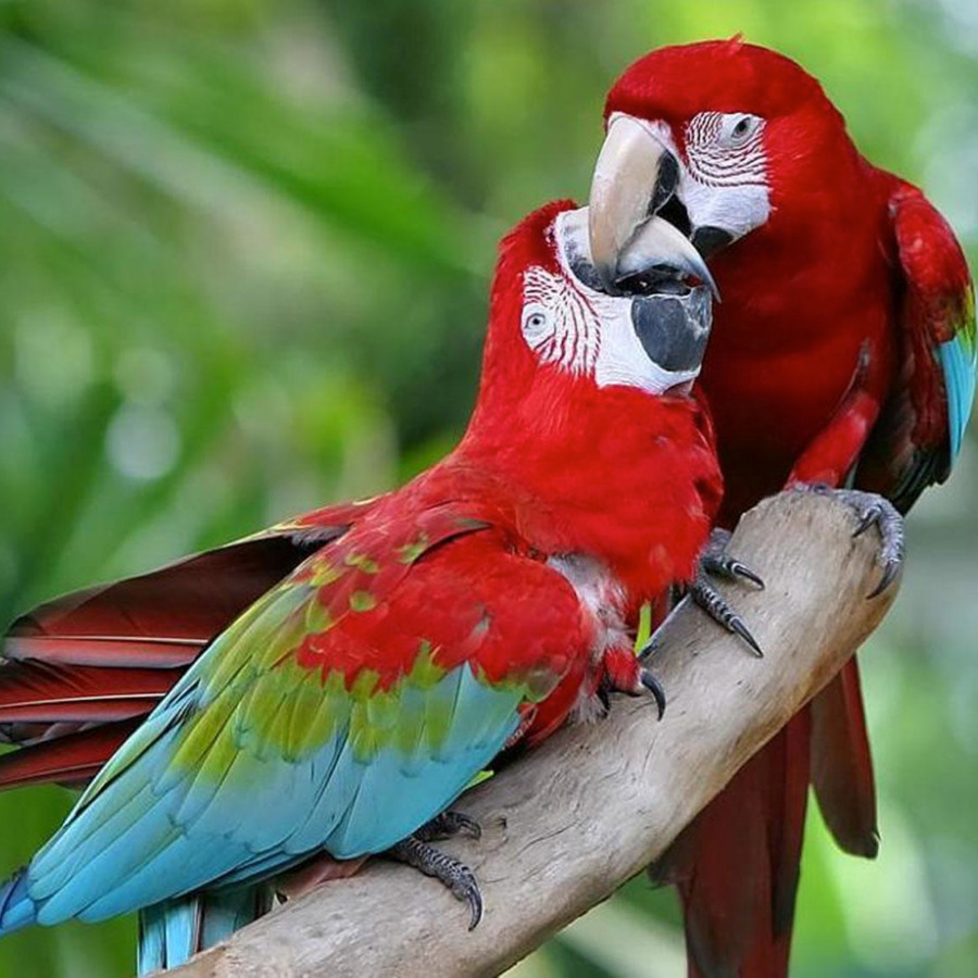 Detail Macaw Sayap Hijau Nomer 45