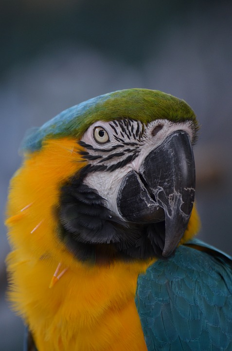 Detail Macaw Sayap Hijau Nomer 48