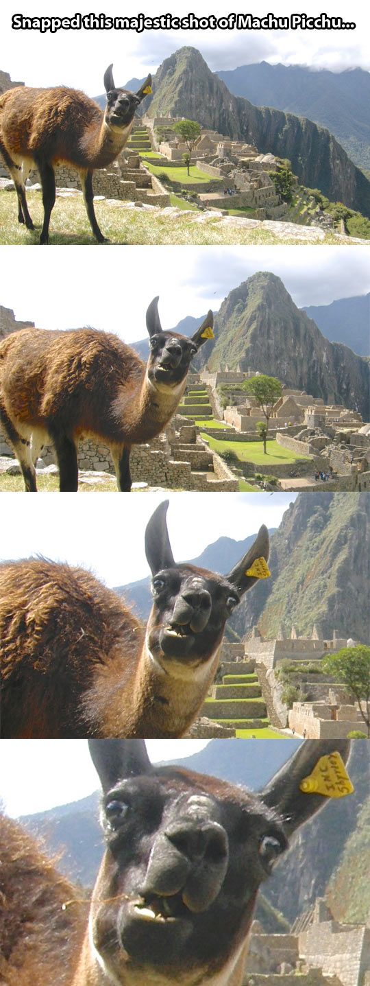 Detail Machu Picchu Meme Nomer 4