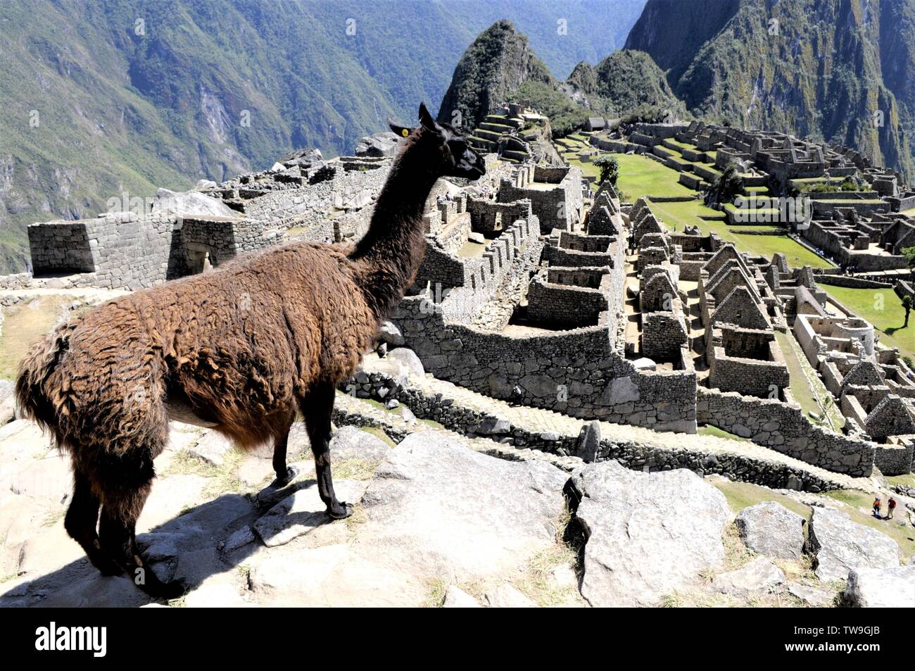 Detail Machu Picchu Meme Nomer 33