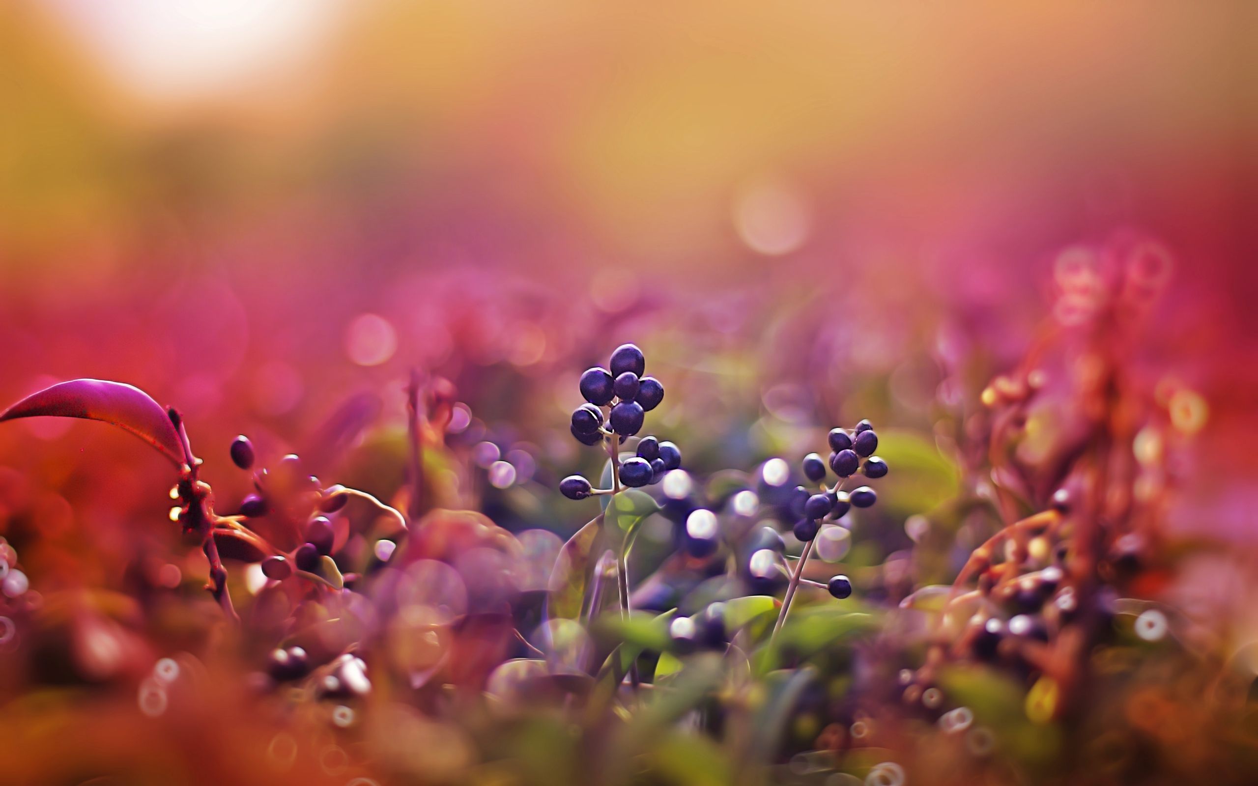 Detail Macro Wallpaper Nomer 2