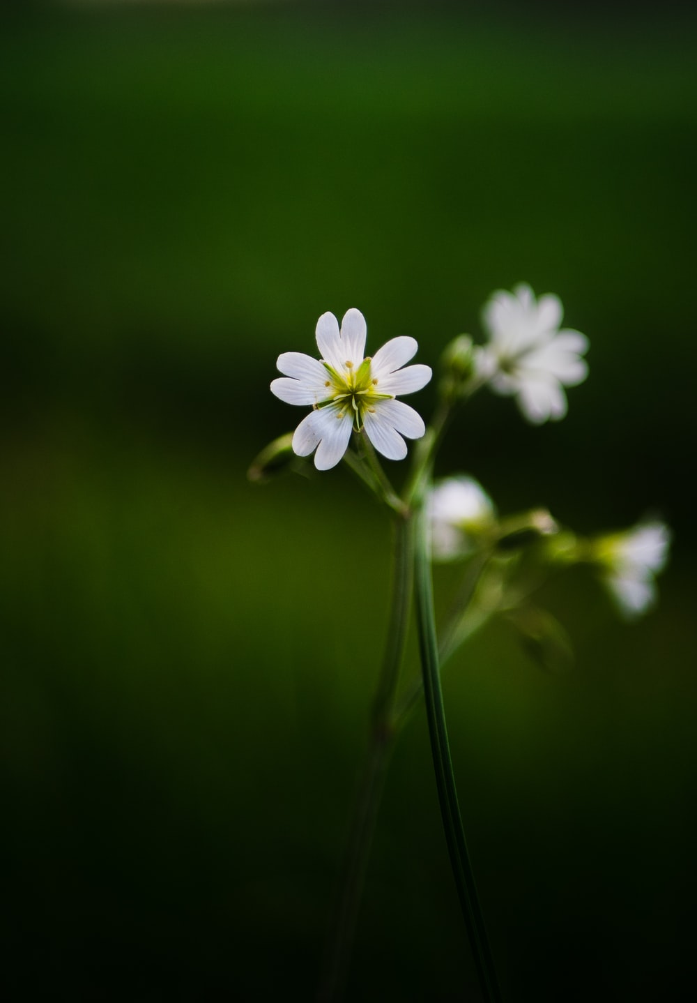 Detail Macro Wallpaper Nomer 3