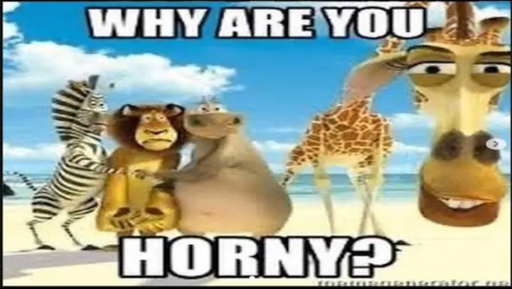 Detail Madagascar Giraffe Meme Nomer 54
