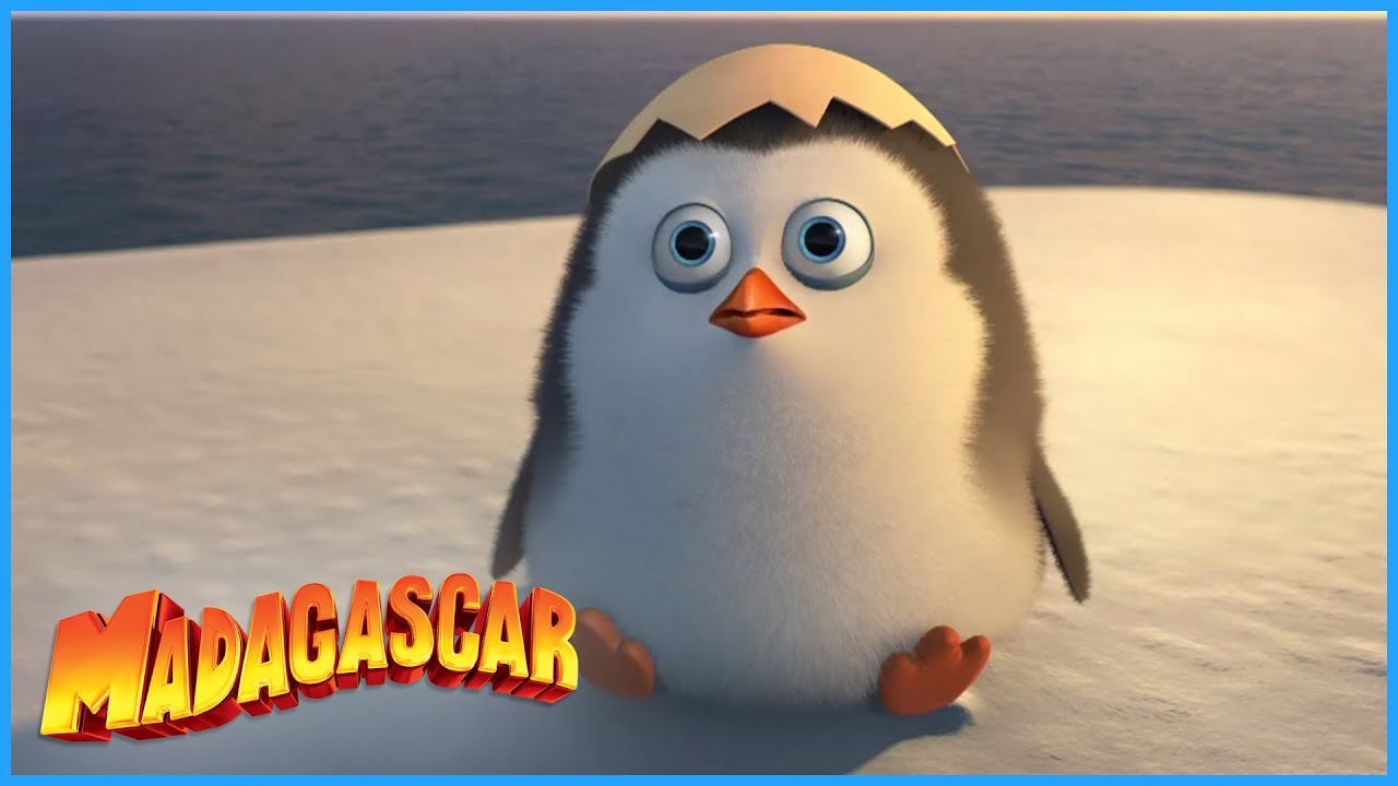 Detail Madagascar Pinguins Nomer 15