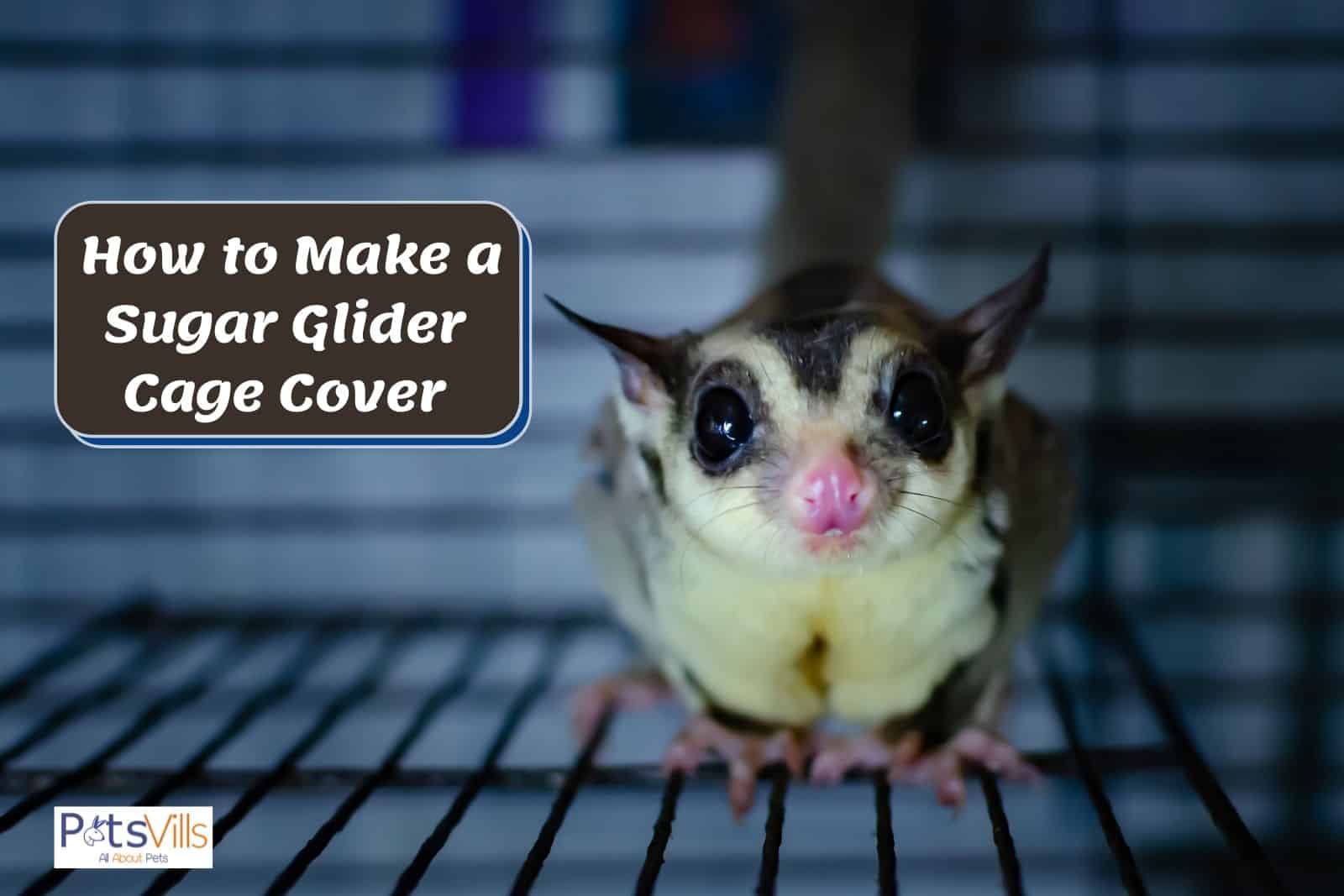 Detail Madagascar Sugar Glider Cage Nomer 41