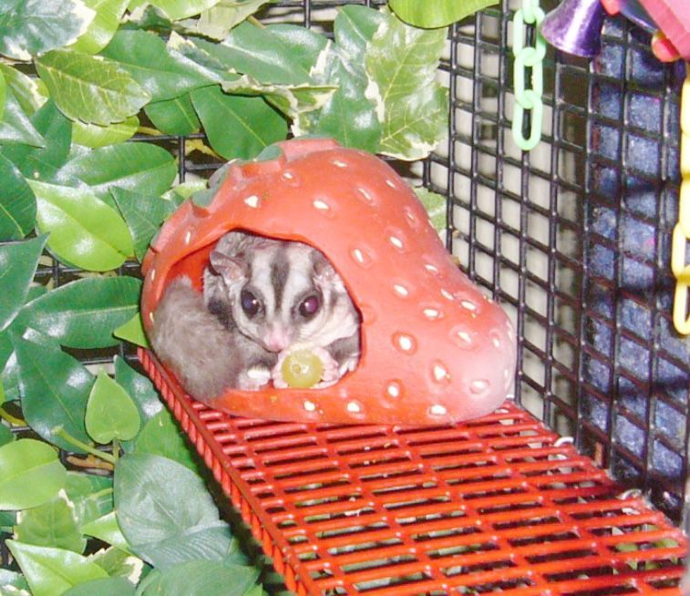 Detail Madagascar Sugar Glider Cage Nomer 45