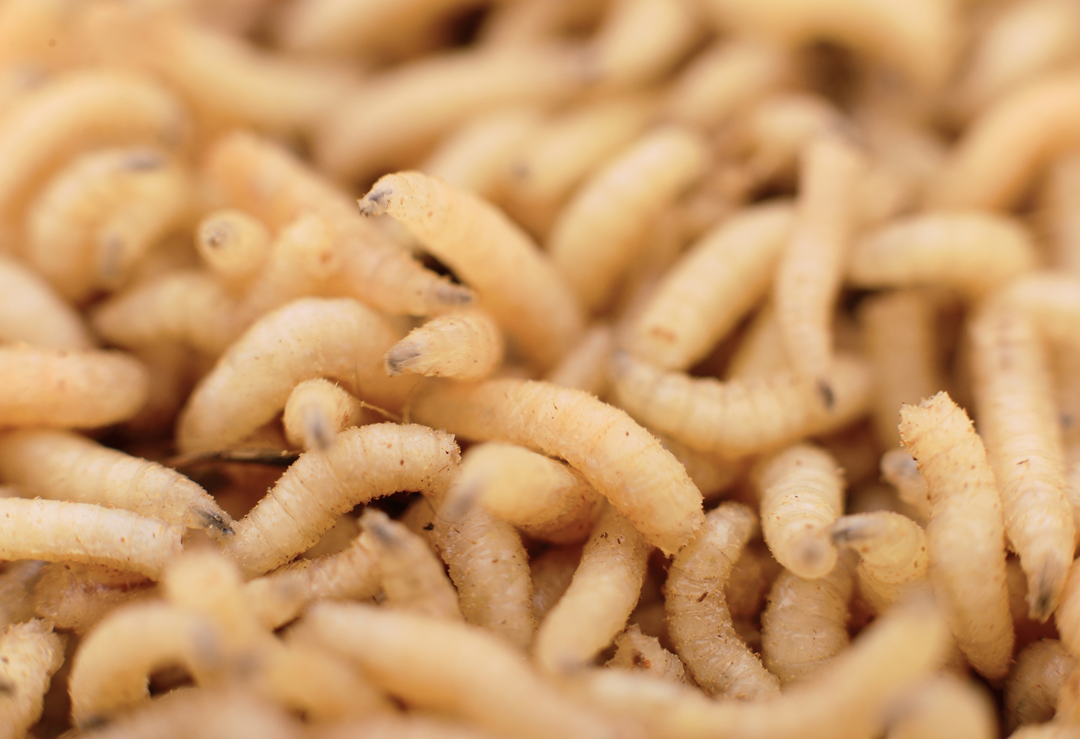 Maggots Image - KibrisPDR