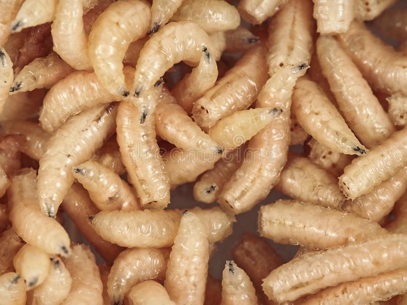 Detail Maggots Image Nomer 33