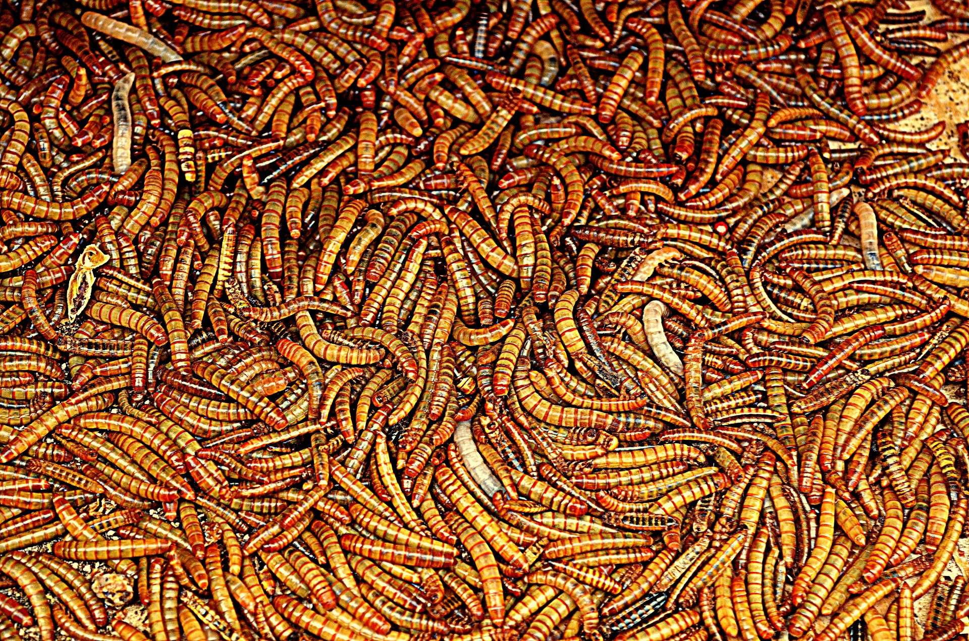 Detail Maggots Image Nomer 40