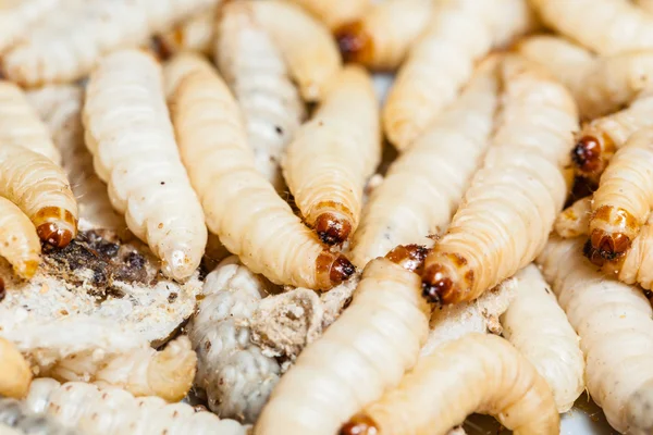 Detail Maggots Image Nomer 41