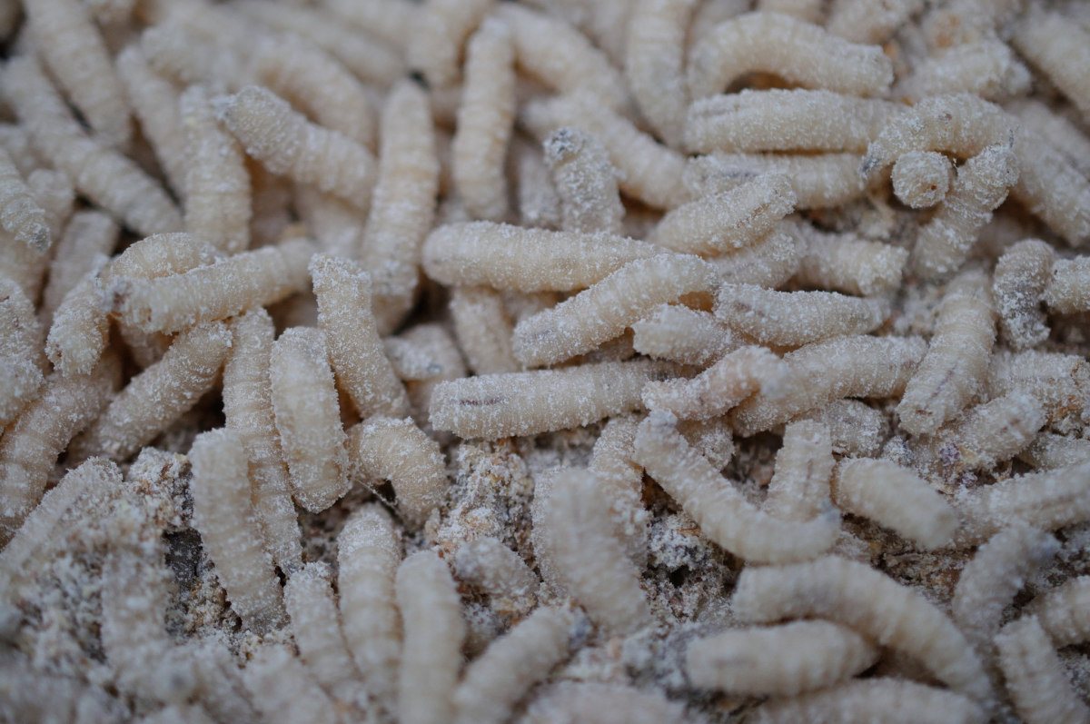 Detail Maggots Image Nomer 44