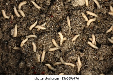 Detail Maggots Image Nomer 46